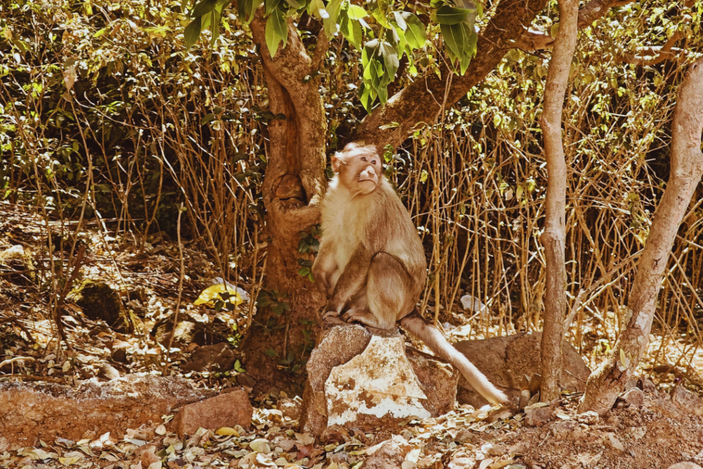 चंद्र आणि माकड