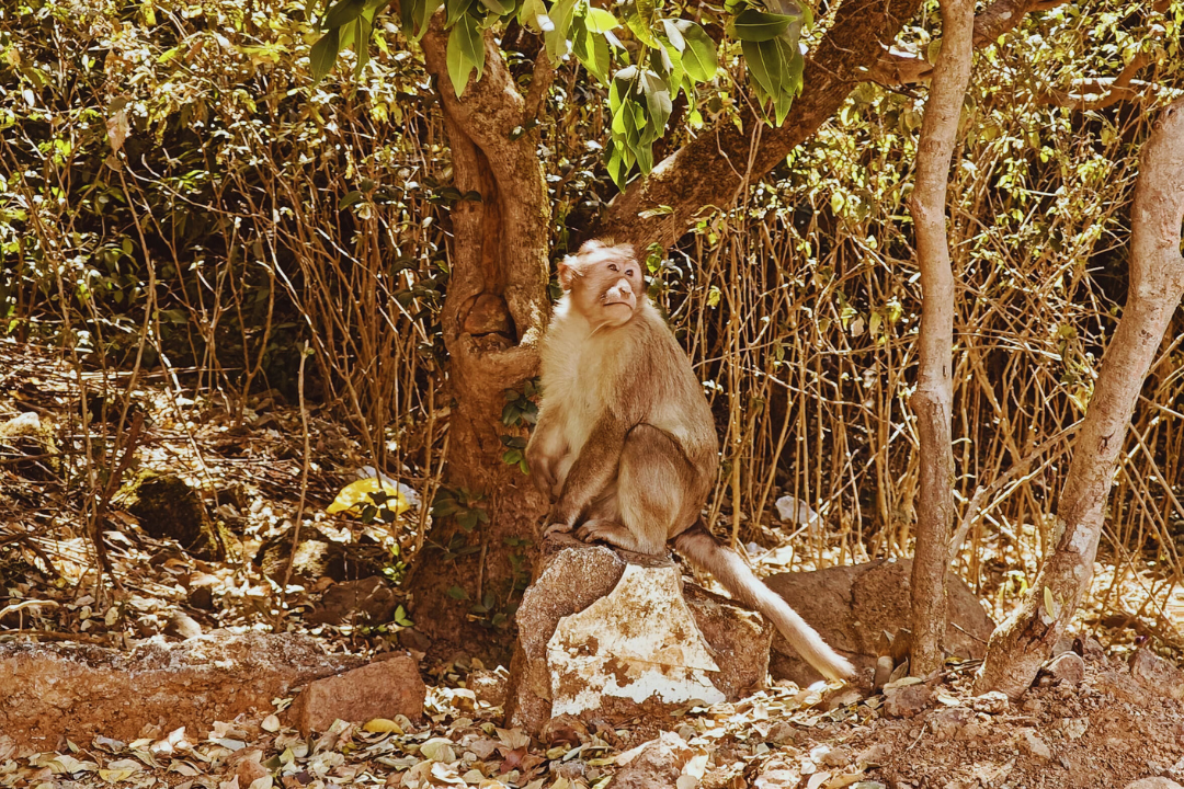 चंद्र आणि माकड - sadhuwani