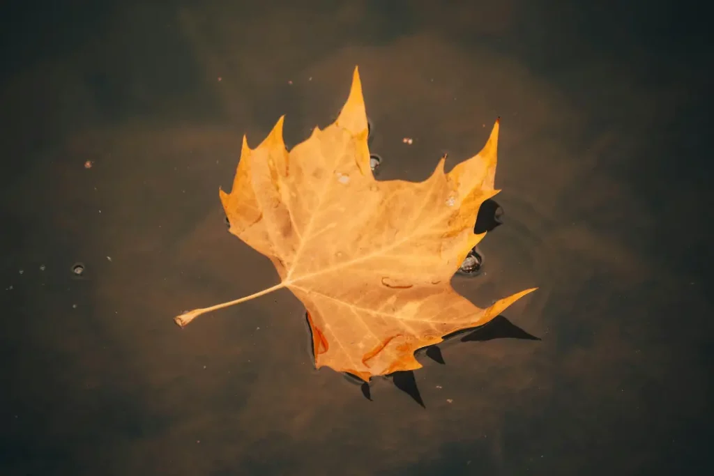 A single leaf floating on still water, symbolizing surrender, letting go, and the peaceful acceptance of life’s flow - sadhuwani