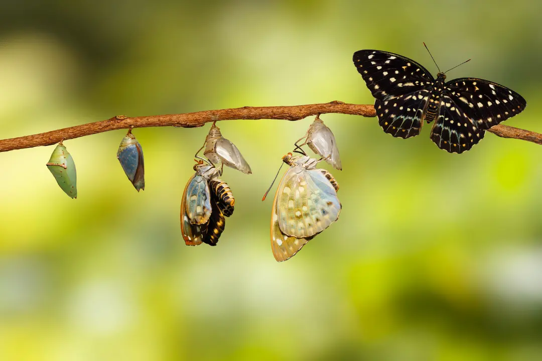 Butterflies emerging from cocoons, symbolizing transformation, growth, and the power of a single moment — just like the message in the blog “Five Minutes Can Change Everything” on Sadhuwani.