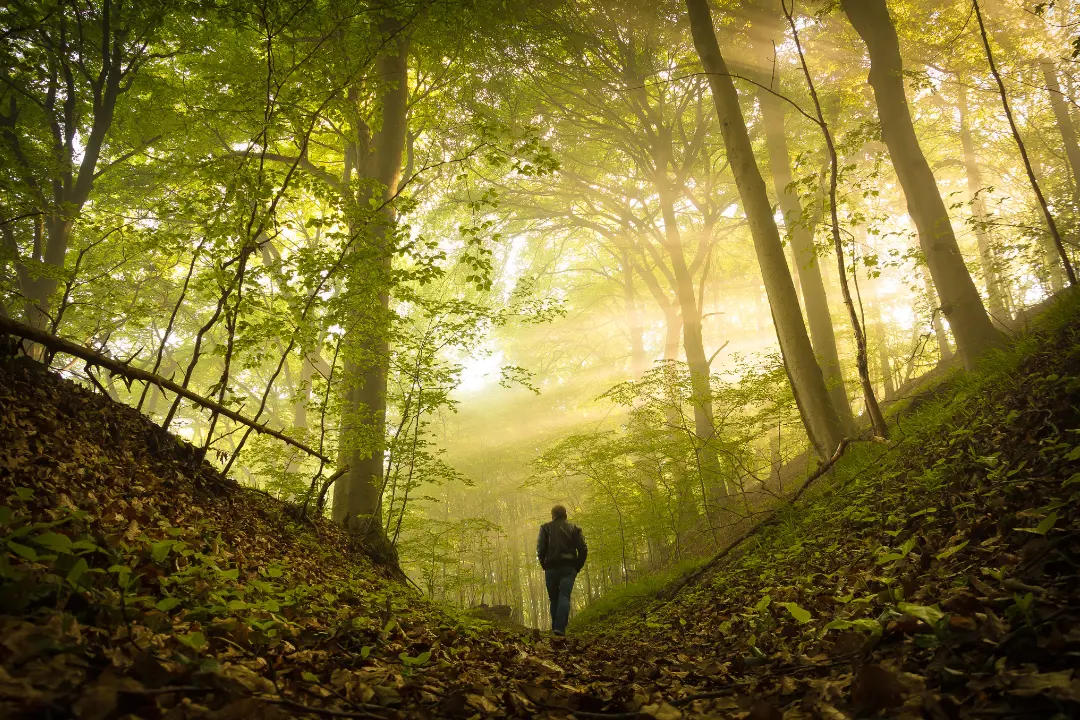 A person walking alone through a sunlit forest path, symbolizing karmic bonds, personal reflection, and the cycles of human connections