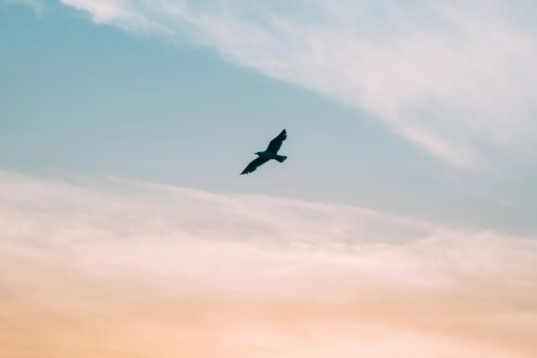 A bird soaring against a peaceful sky, symbolizing the power of saying no and breaking free from the cycle of people-pleasing.